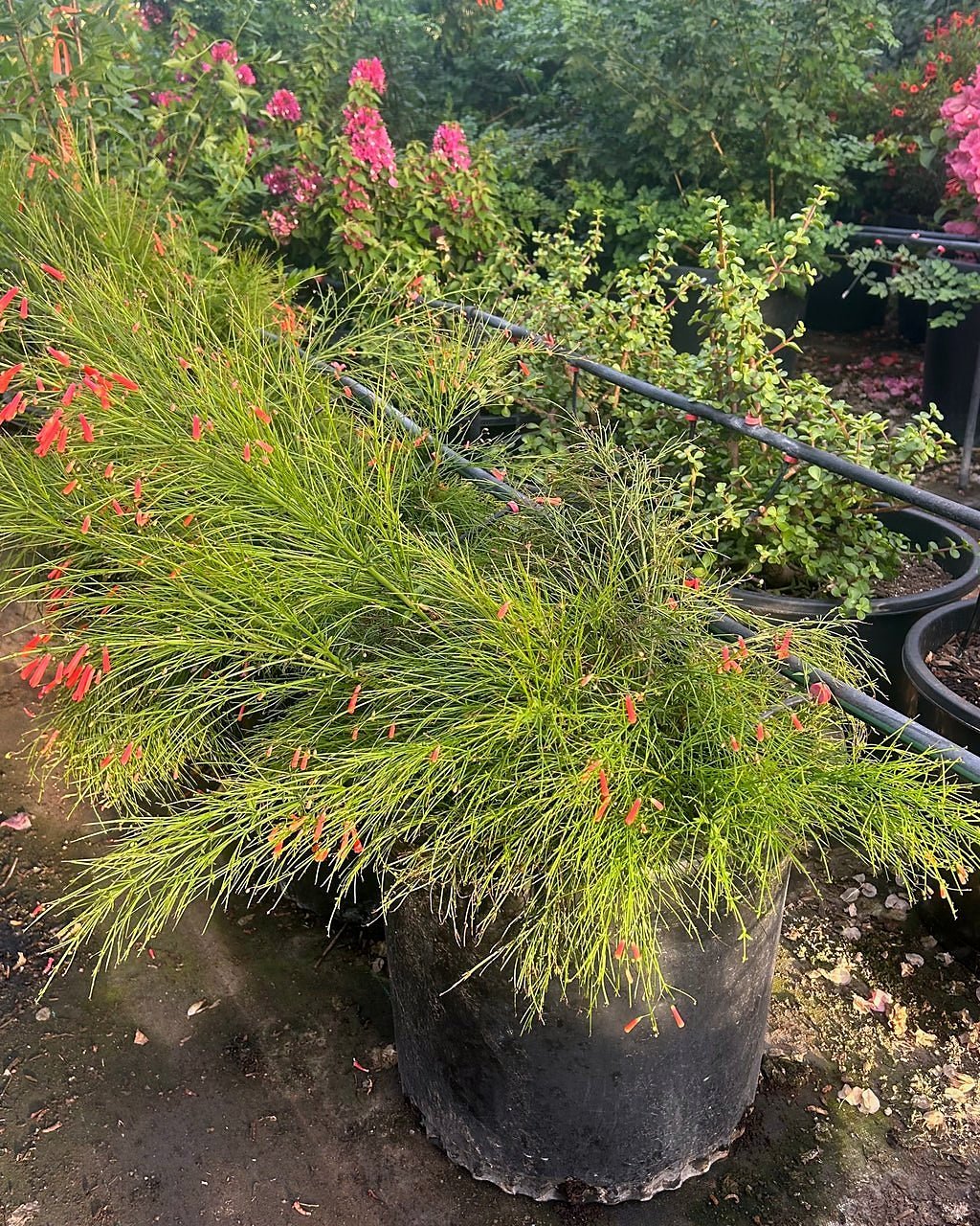 Coral Fountain Grass