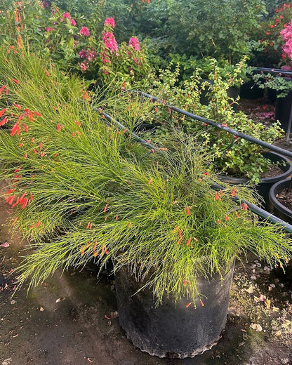 Coral Fountain Grass