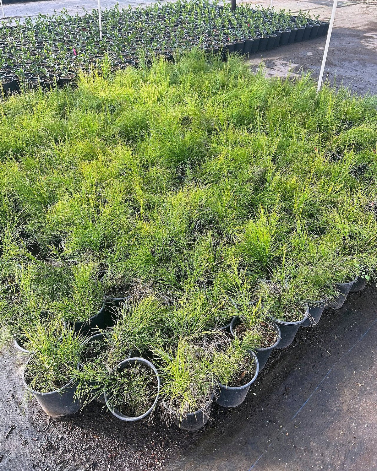 Coral Fountain Grass
