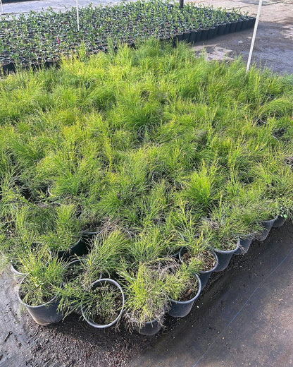 Coral Fountain Grass