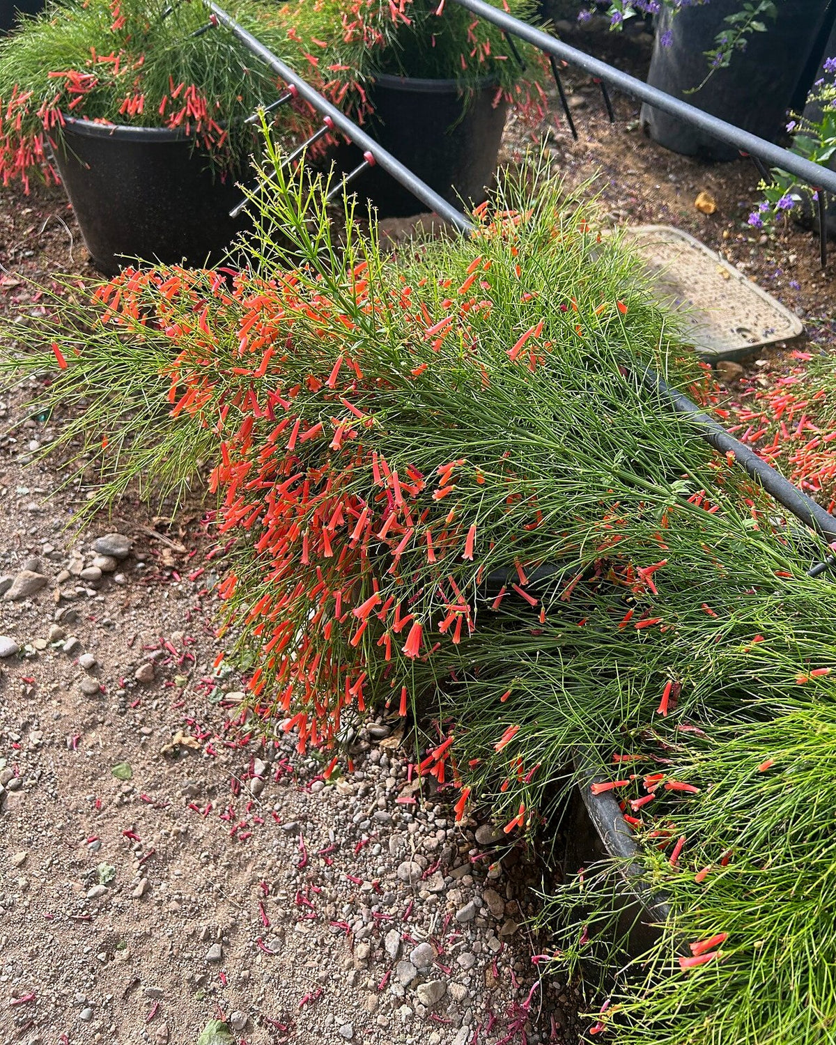 Coral Fountain Grass