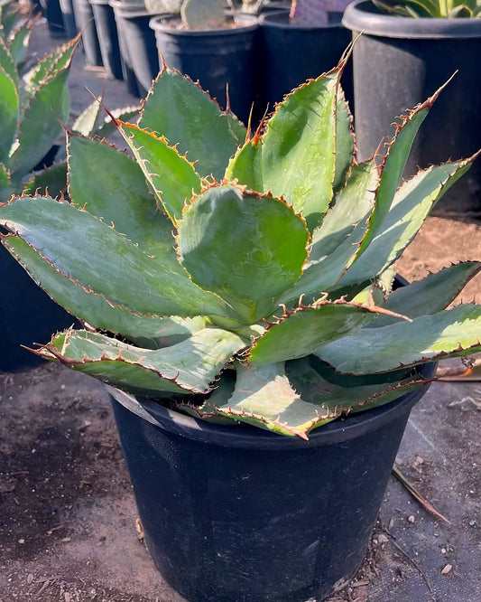 Cow's Horn Agave