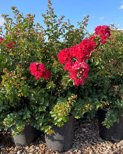 Crape Myrtle Bush