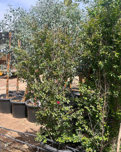 Crape Myrtle Bush