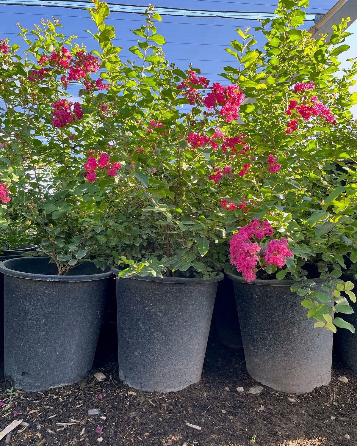 Crape Myrtle Bush