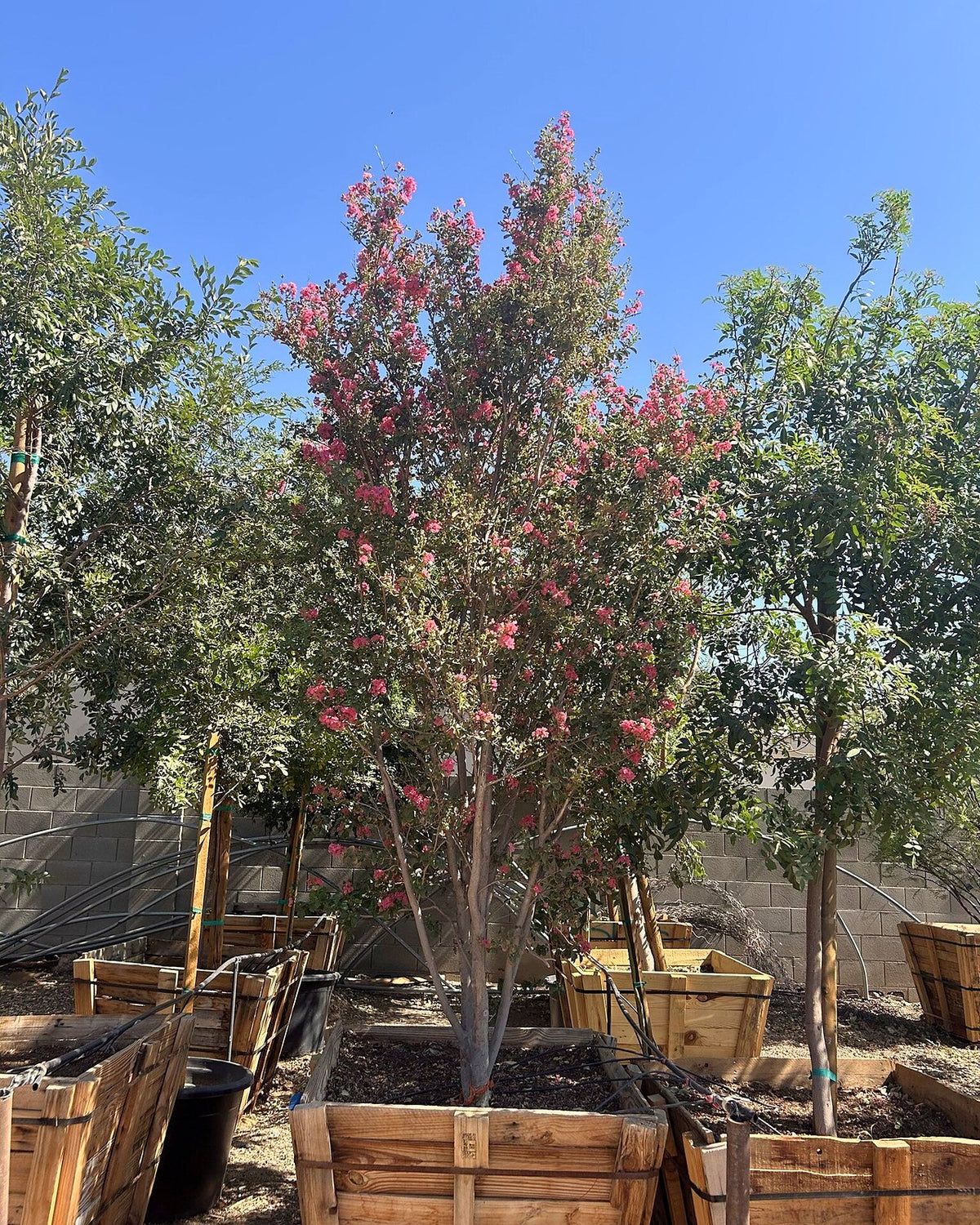 Crape Myrtle Tree