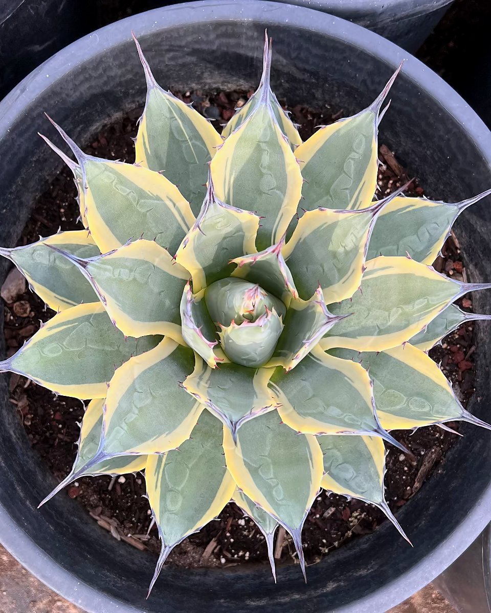 Cream Spike