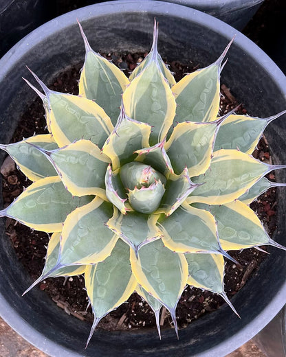 Cream Spike