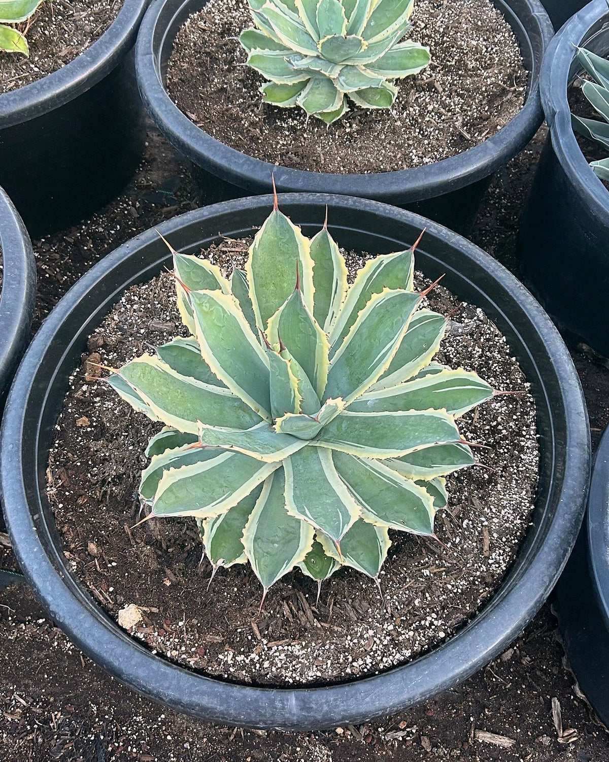 Cream Spike