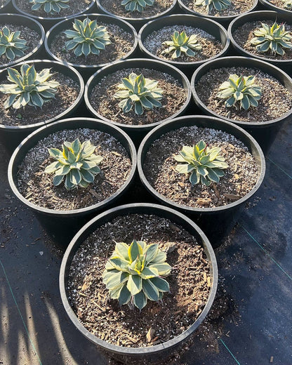 Cream Spike
