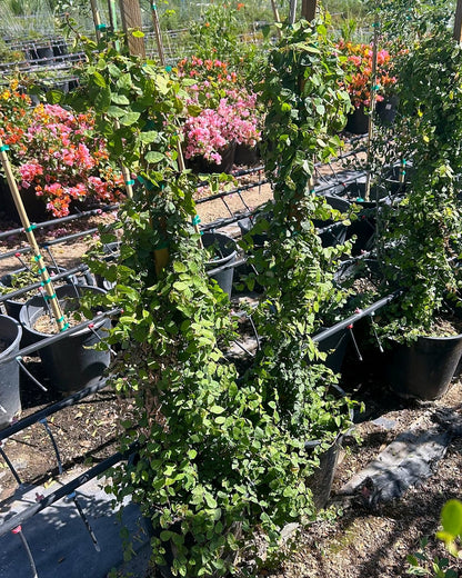 Creeping Fig Staked