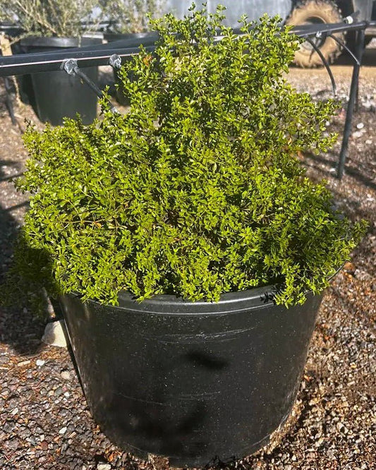 Creosote