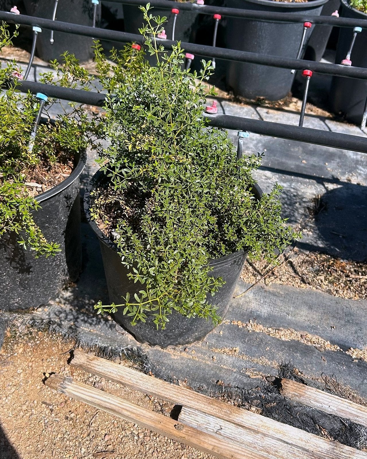 Creosote