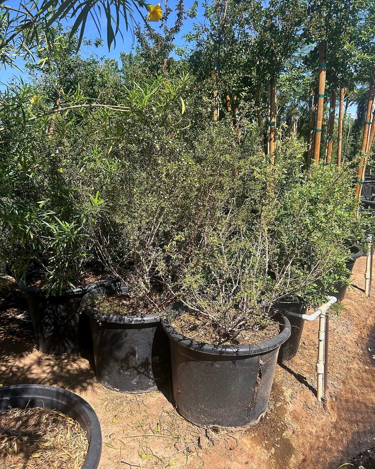 Creosote