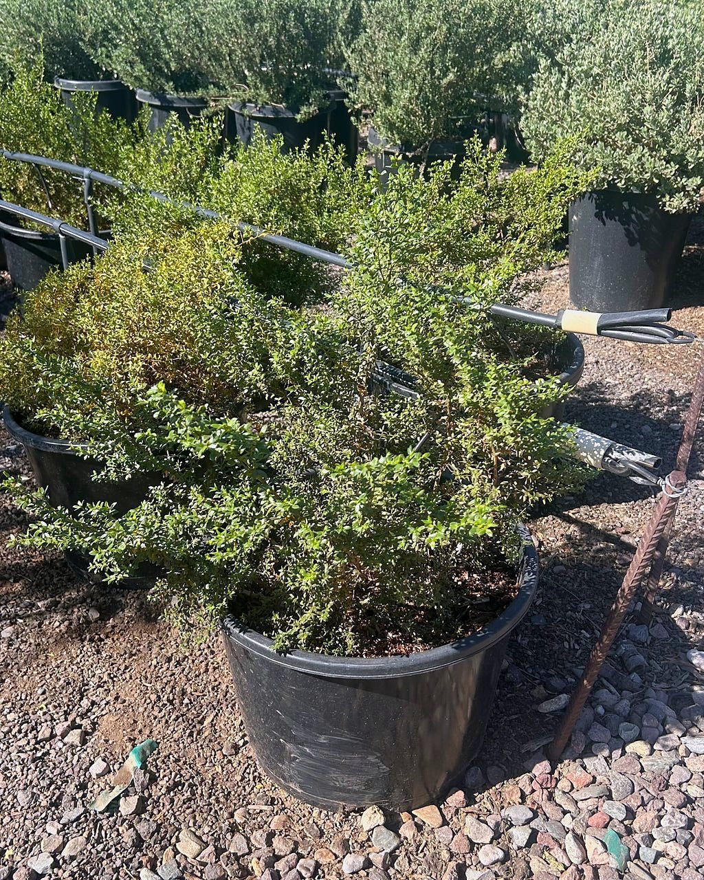 Creosote