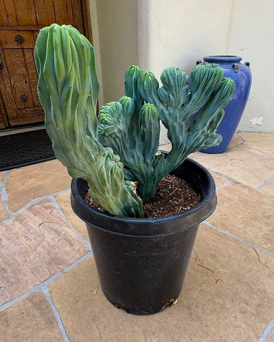 Crested Blue Myrtle