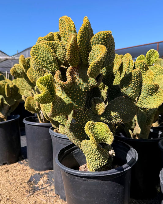 Crested Microdasys