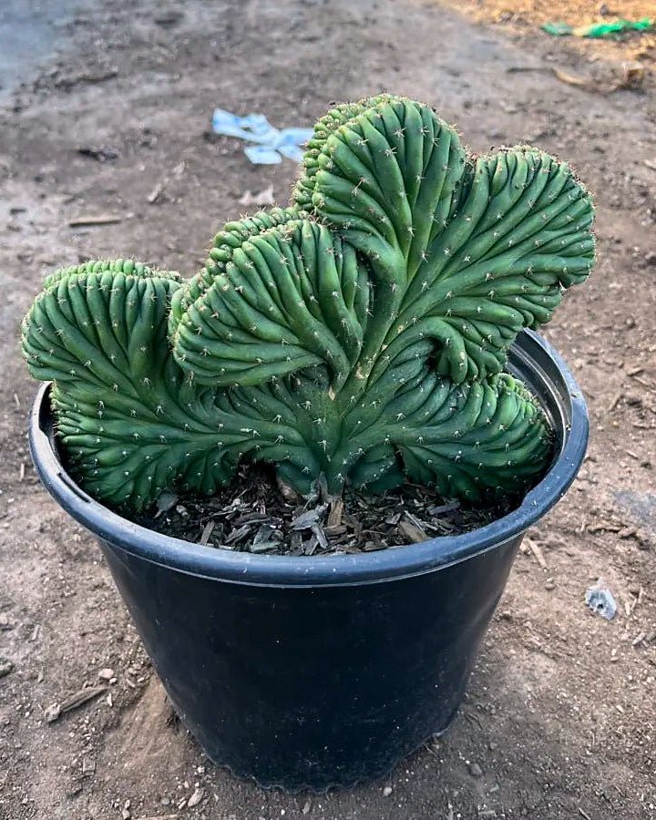 Crested San Pedro