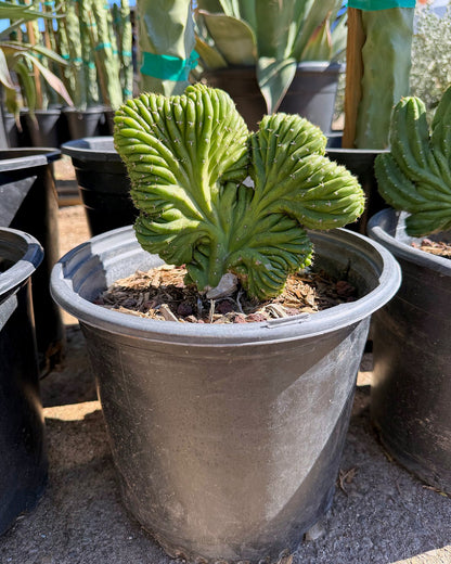 Crested San Pedro