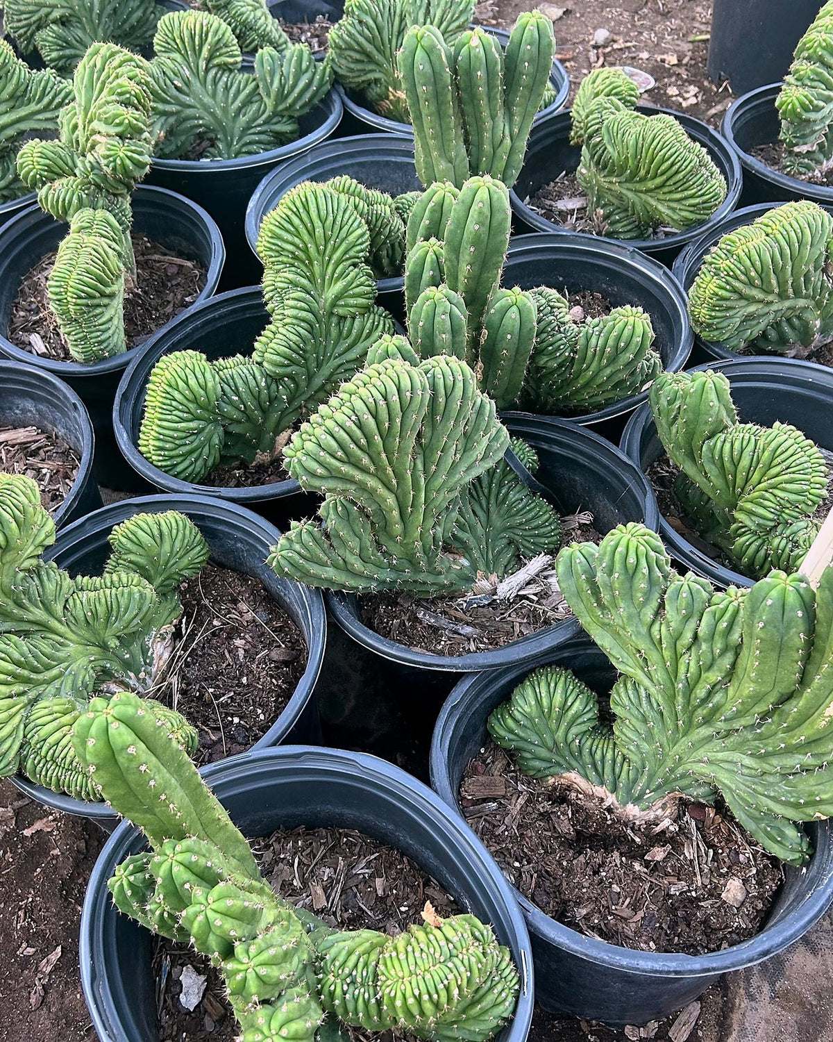 Crested San Pedro