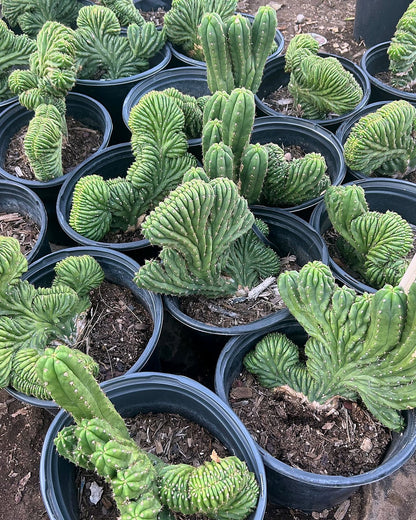 Crested San Pedro