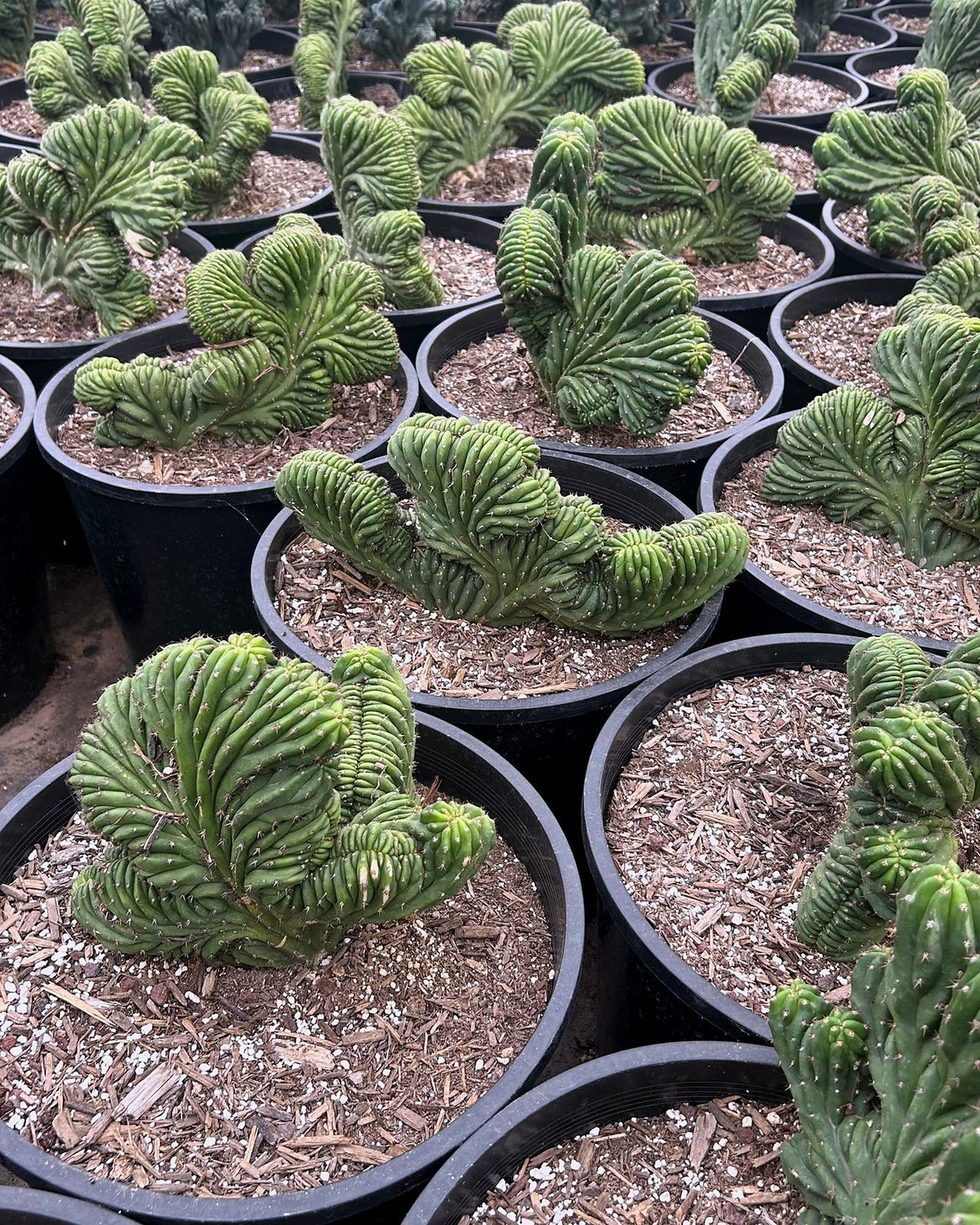Crested San Pedro