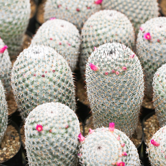 Cylindrical Pincushion Cactus