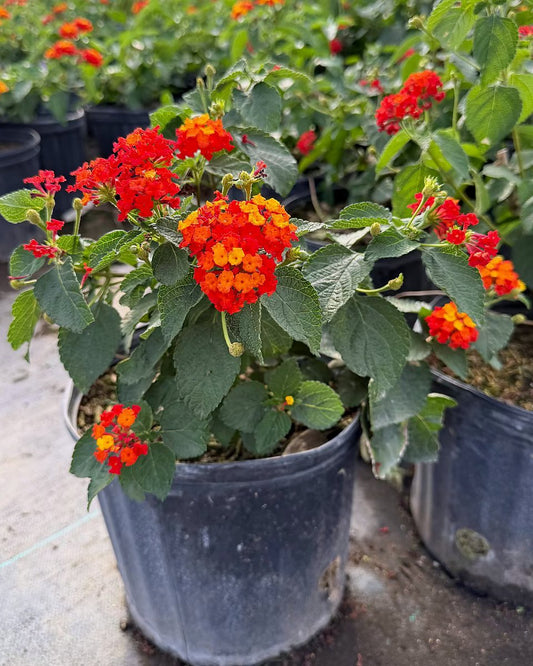 Dallas Red Lantana
