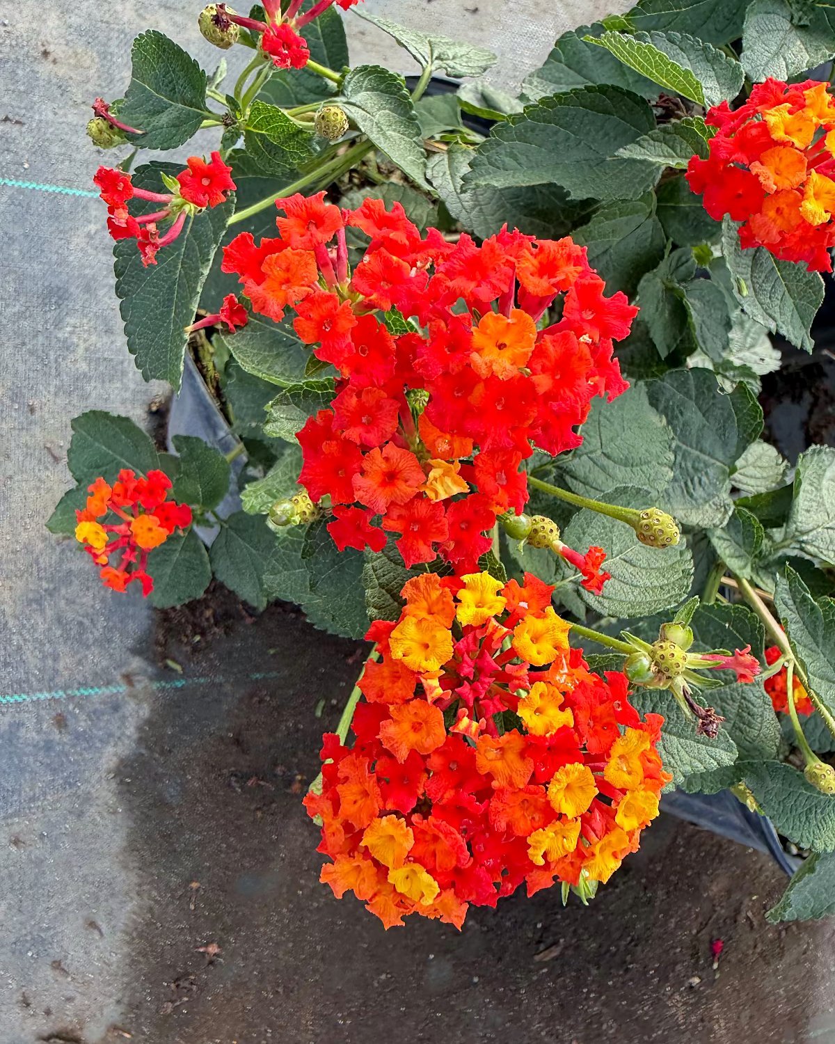 Dallas Red Lantana