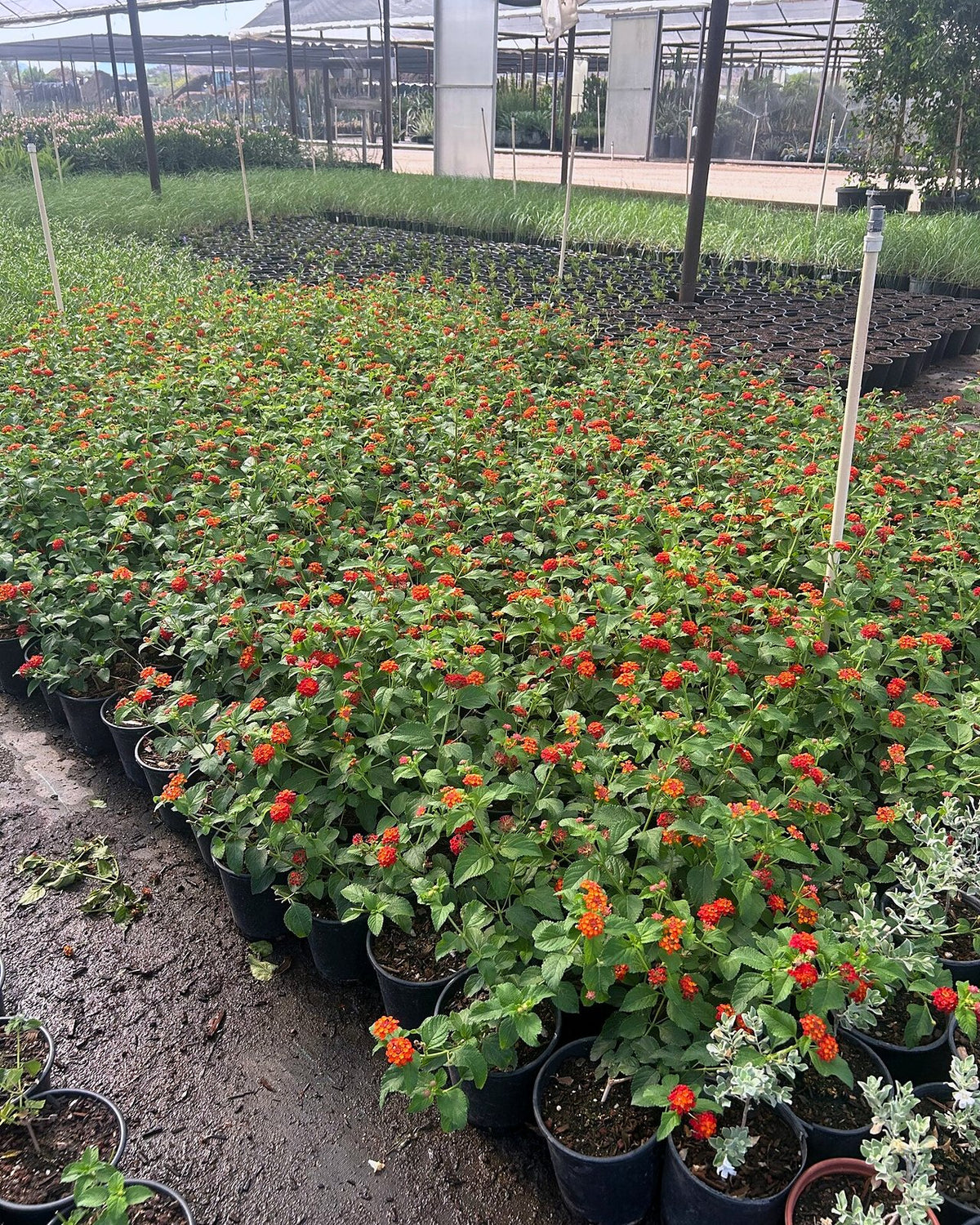 Dallas Red Lantana