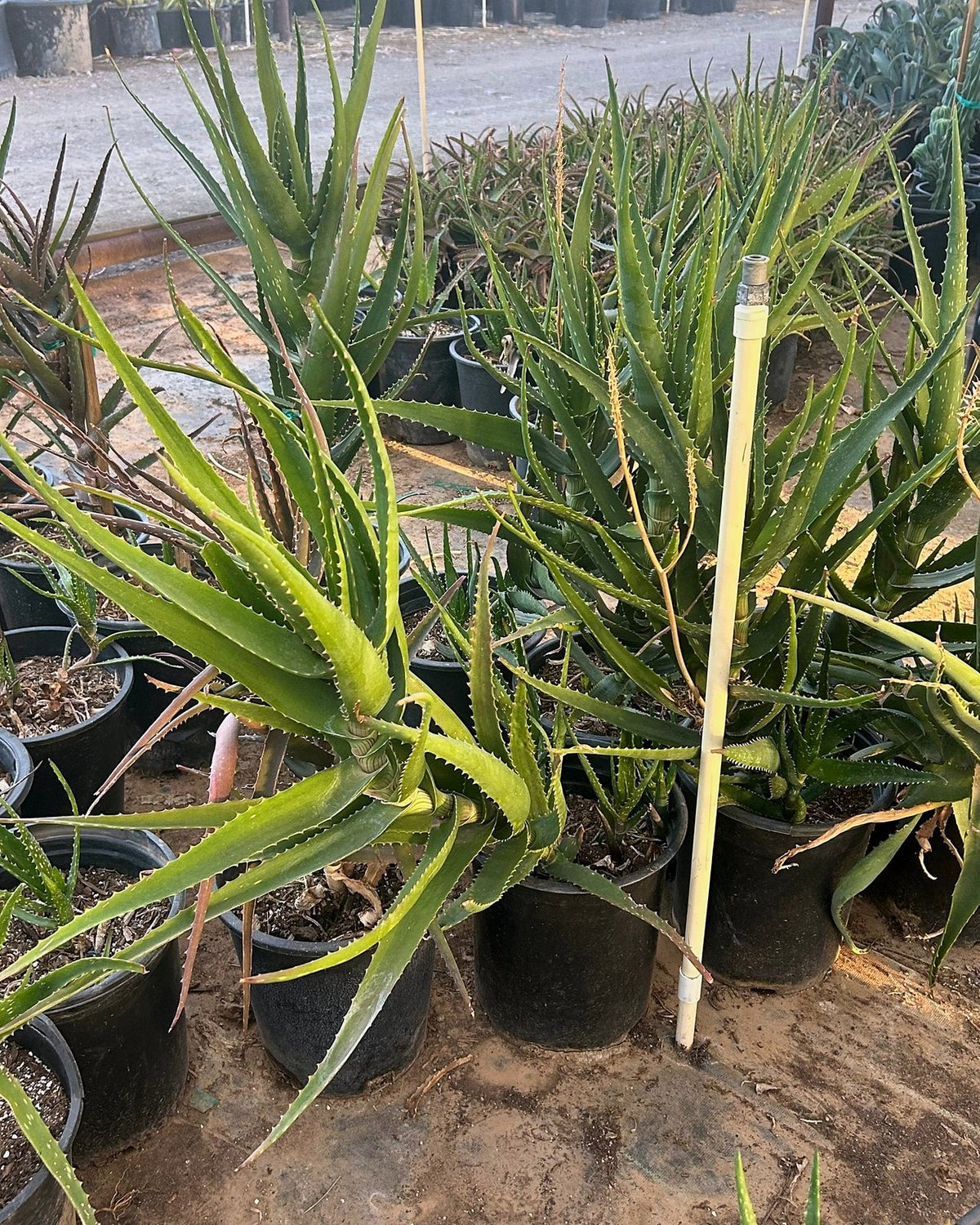 Dawe's Aloe