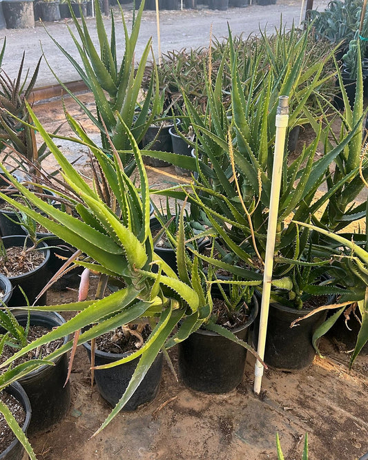Dawe's Aloe