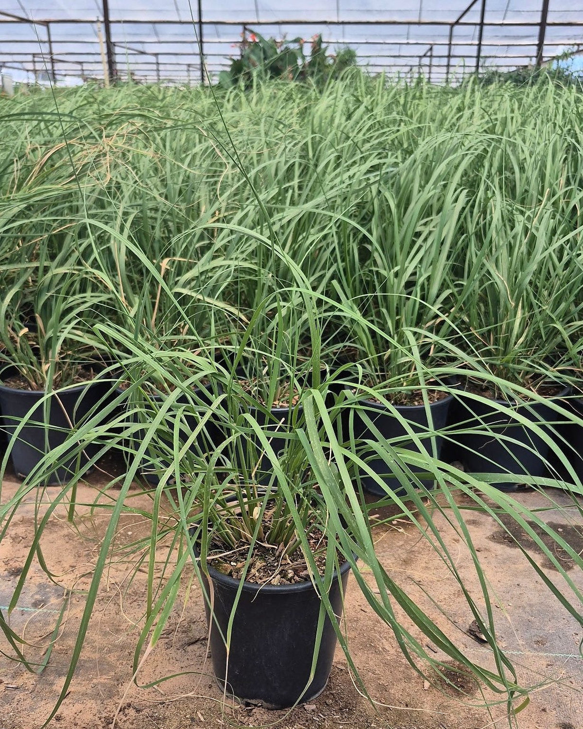 Deer Grass