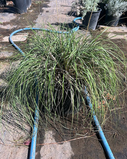 Deer Grass
