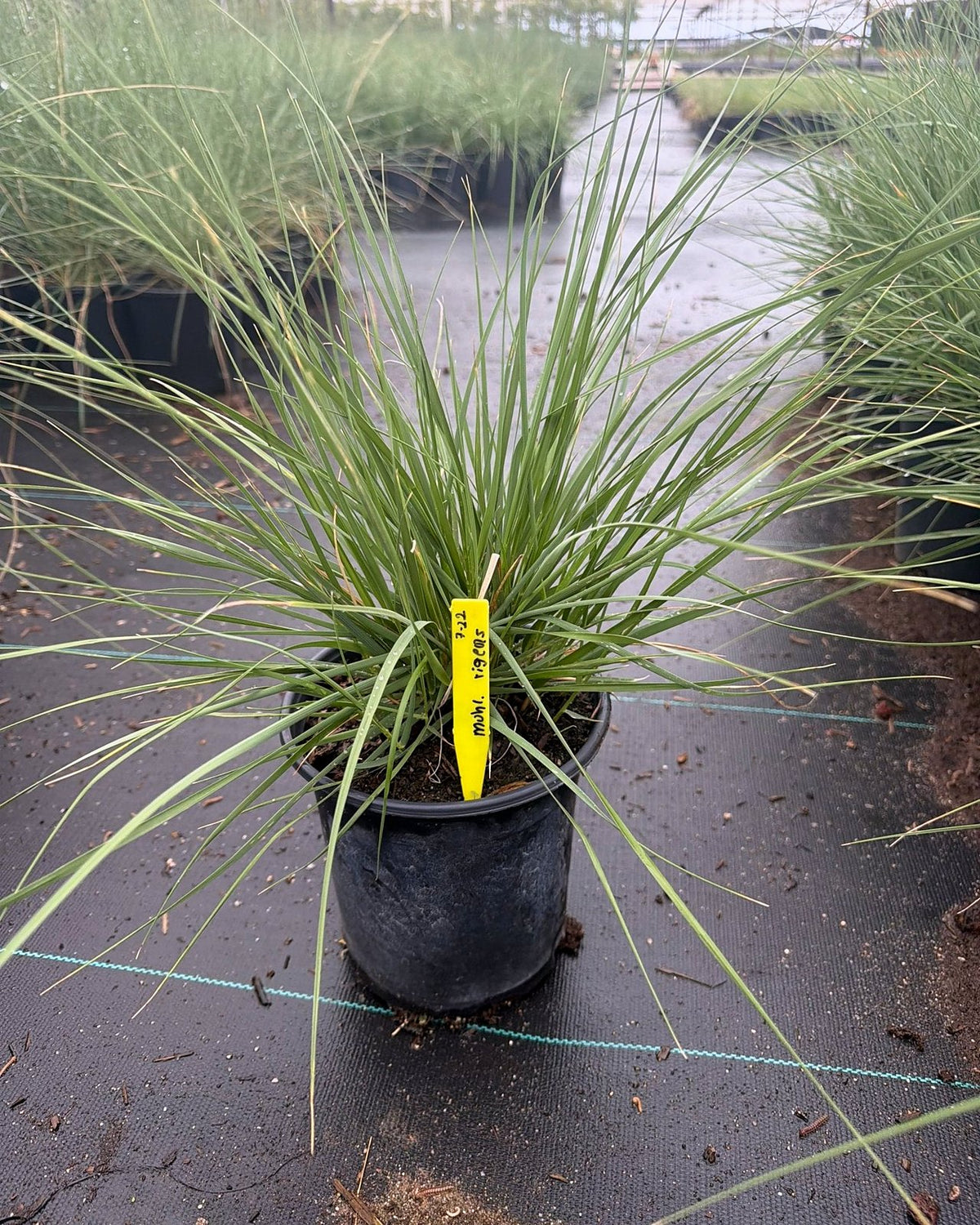 Deer Grass