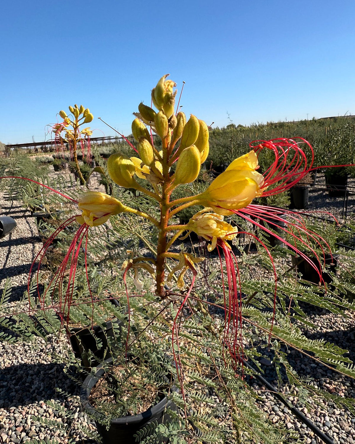 Desert Bird of Paradise