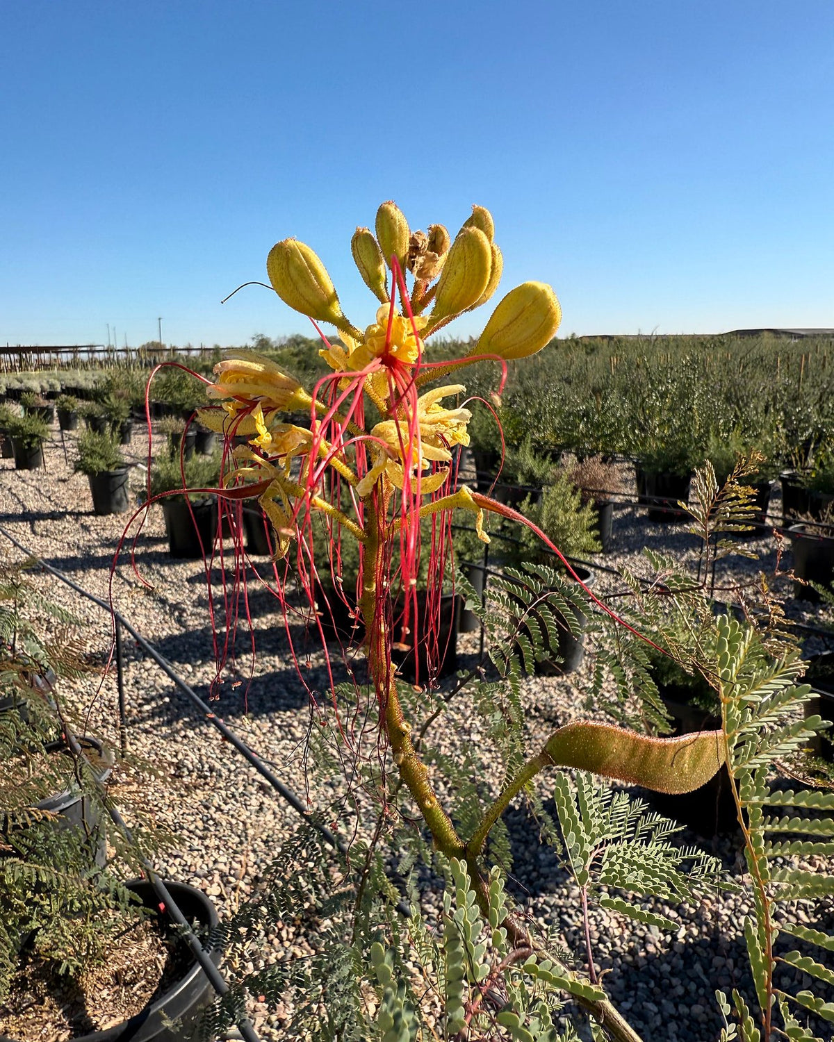Desert Bird of Paradise