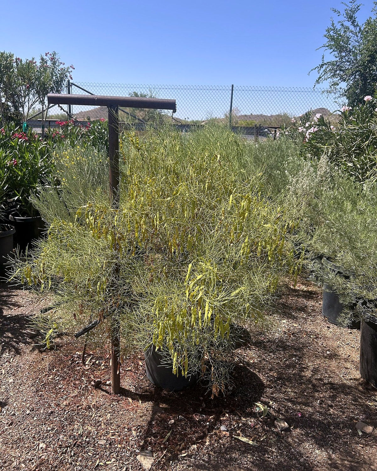 Desert Cassia