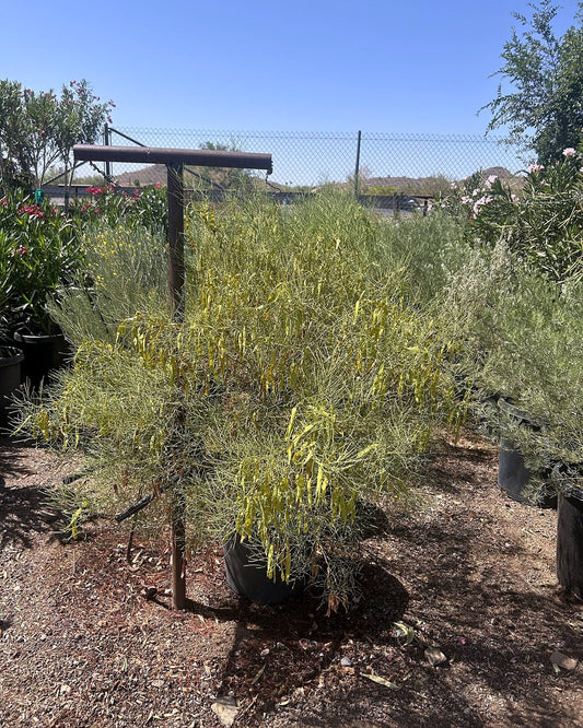 Desert Cassia