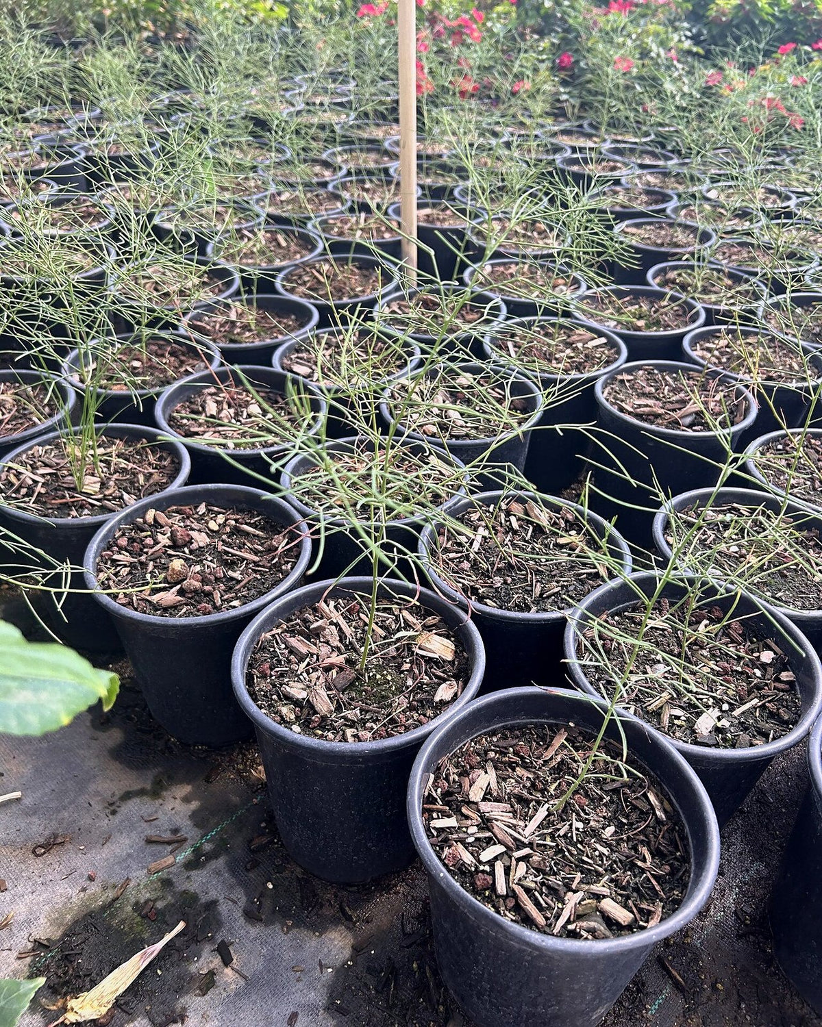 Desert Cassia