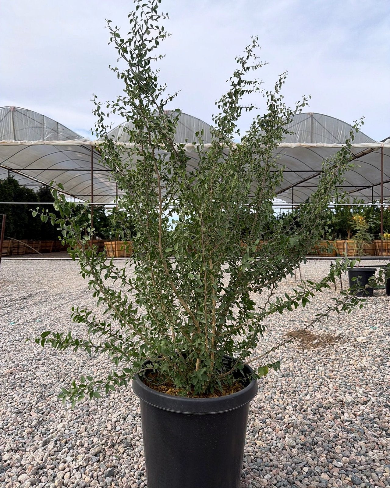 Desert Hackberry