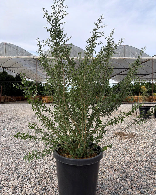 Desert Hackberry