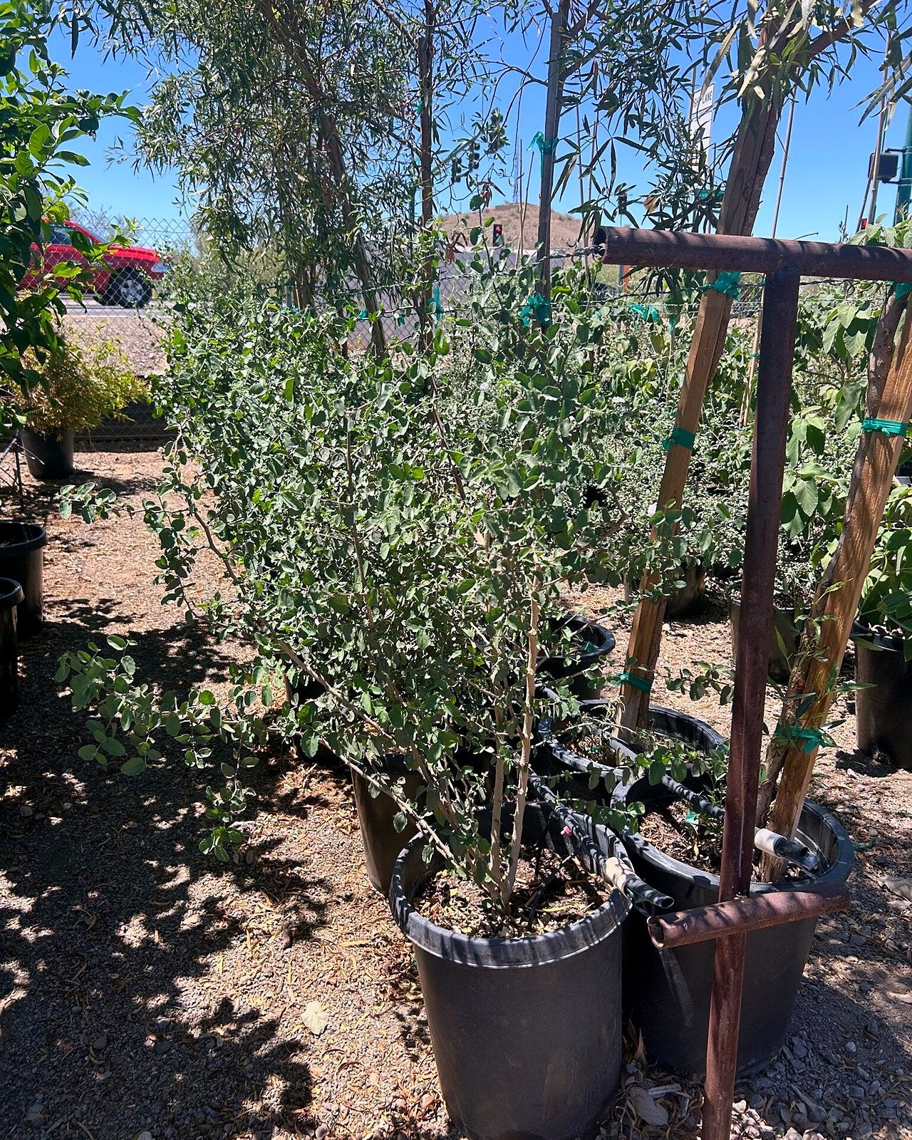 Desert Hackberry