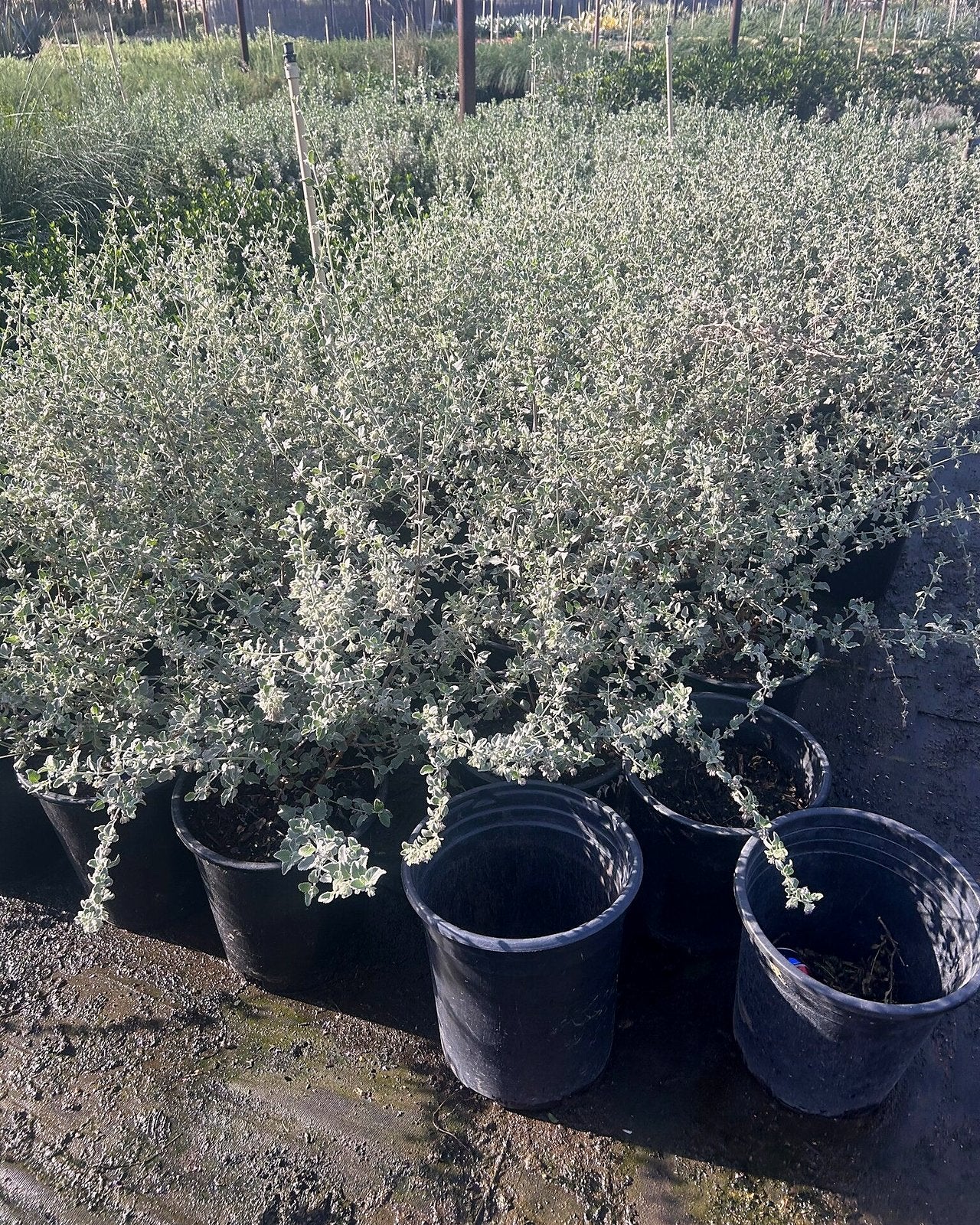 Desert Lavender