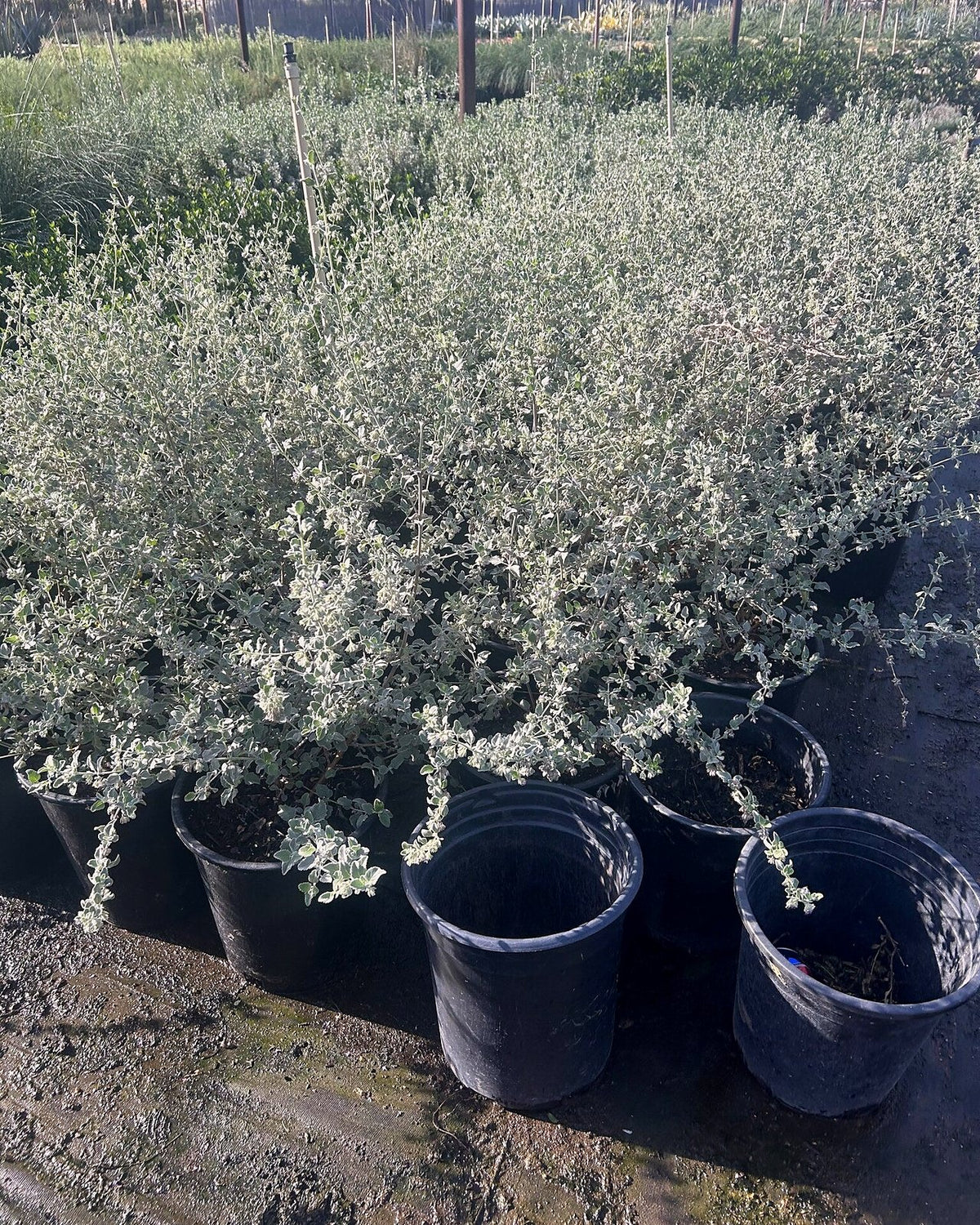 Desert Lavender