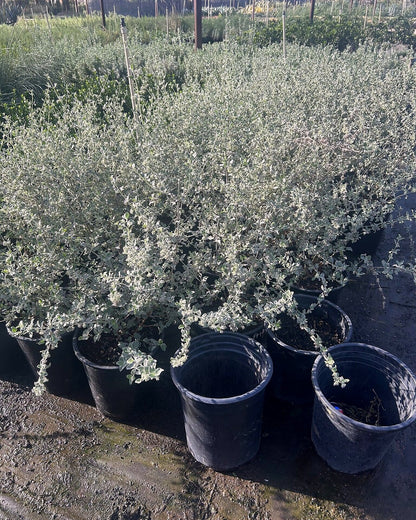 Desert Lavender