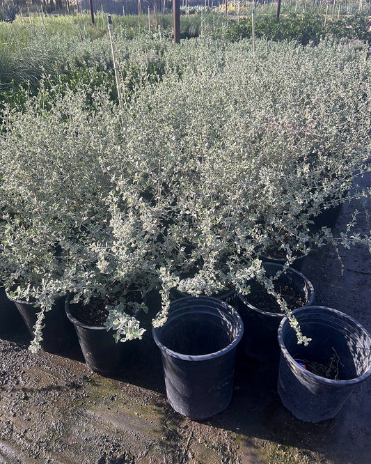 Desert Lavender