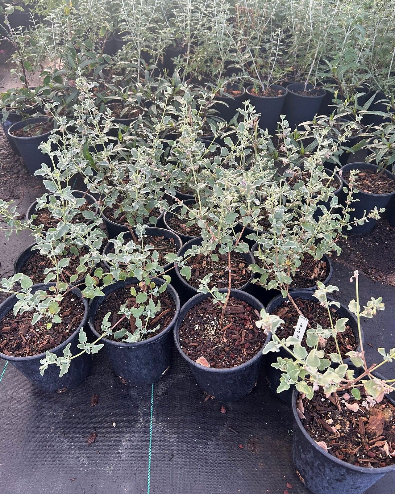 Desert Lavender