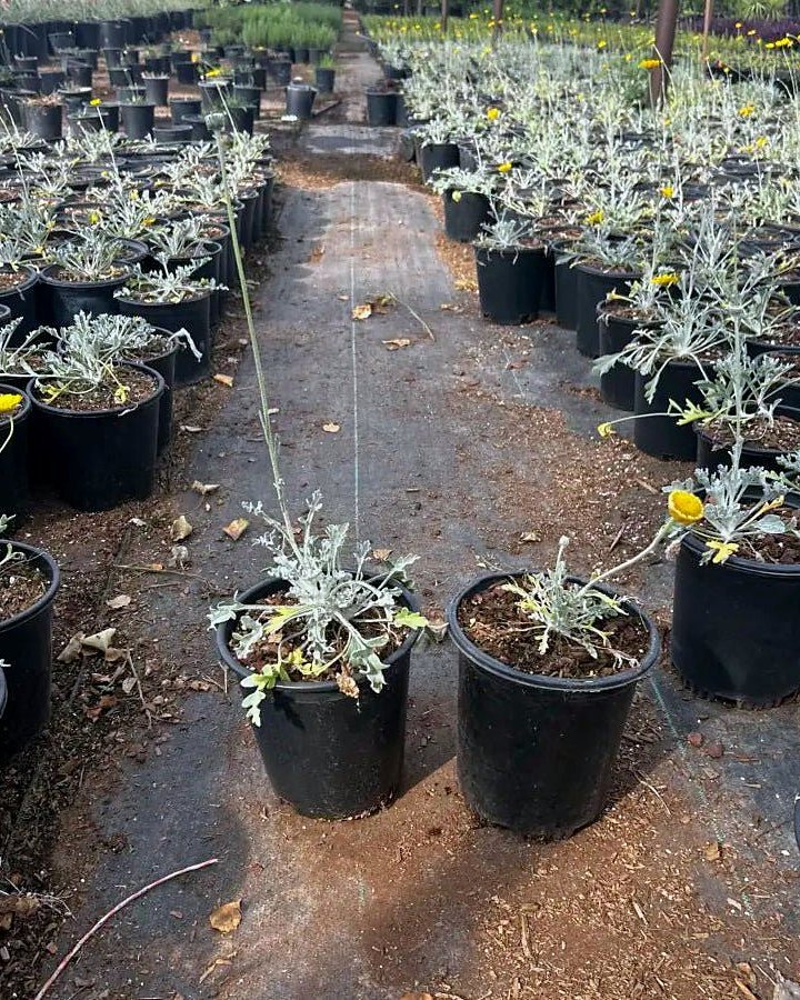 Desert Marigold