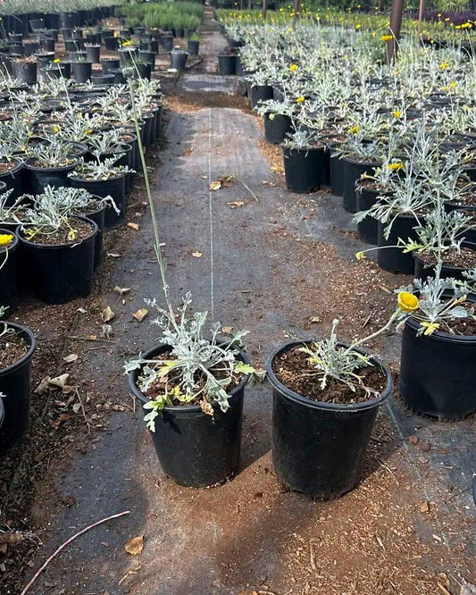 Desert Marigold